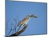 European Roller (Coracias Garrulus)-James Hager-Mounted Photographic Print