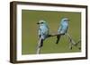 European Roller - Duo-Staffan Widstrand-Framed Giclee Print