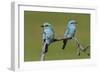 European Roller - Duo-Staffan Widstrand-Framed Giclee Print