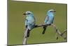 European Roller - Duo-Staffan Widstrand-Mounted Giclee Print