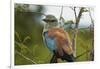 European Roller, Kruger National Park, South Africa-David Wall-Framed Photographic Print