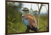 European Roller, Kruger National Park, South Africa-David Wall-Framed Photographic Print