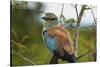 European Roller, Kruger National Park, South Africa-David Wall-Stretched Canvas