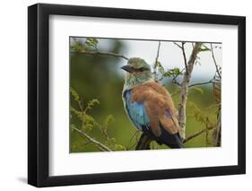 European Roller, Kruger National Park, South Africa-David Wall-Framed Photographic Print