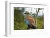 European Roller, Kruger National Park, South Africa-David Wall-Framed Photographic Print