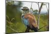 European Roller, Kruger National Park, South Africa-David Wall-Mounted Photographic Print