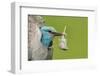 European roller peering out of nest with feather, Lake Csaj, Kiskunsagi National Park, Hungary-Bence Mate-Framed Photographic Print