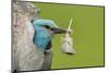 European roller peering out of nest with feather, Lake Csaj, Kiskunsagi National Park, Hungary-Bence Mate-Mounted Photographic Print