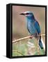 European Roller, Tanzania-David Northcott-Framed Stretched Canvas