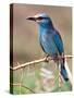 European Roller, Tanzania-David Northcott-Stretched Canvas