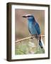 European Roller, Tanzania-David Northcott-Framed Photographic Print