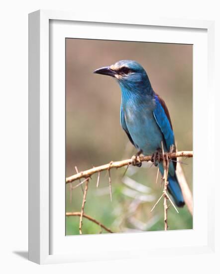 European Roller, Tanzania-David Northcott-Framed Photographic Print