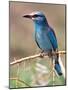 European Roller, Tanzania-David Northcott-Mounted Photographic Print