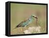 European Roller with a Worm, Serengeti National Park, Tanzania, East Africa-James Hager-Framed Stretched Canvas