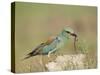 European Roller with a Worm, Serengeti National Park, Tanzania, East Africa-James Hager-Stretched Canvas