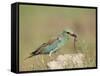 European Roller with a Worm, Serengeti National Park, Tanzania, East Africa-James Hager-Framed Stretched Canvas