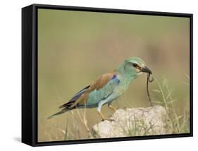 European Roller with a Worm, Serengeti National Park, Tanzania, East Africa-James Hager-Framed Stretched Canvas