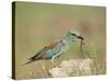 European Roller with a Worm, Serengeti National Park, Tanzania, East Africa-James Hager-Stretched Canvas