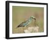 European Roller with a Worm, Serengeti National Park, Tanzania, East Africa-James Hager-Framed Photographic Print