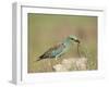 European Roller with a Worm, Serengeti National Park, Tanzania, East Africa-James Hager-Framed Photographic Print