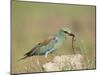 European Roller with a Worm, Serengeti National Park, Tanzania, East Africa-James Hager-Mounted Photographic Print