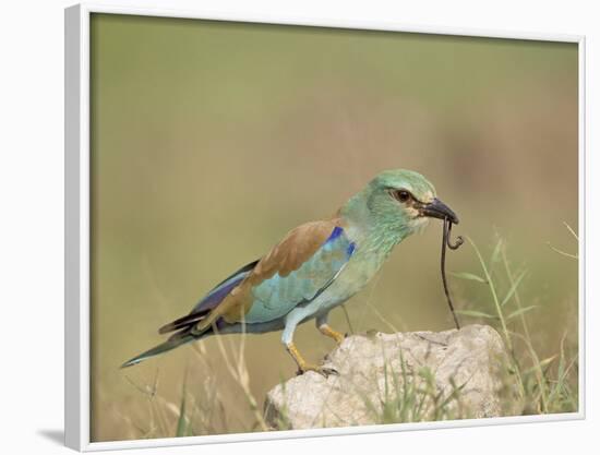 European Roller with a Worm, Serengeti National Park, Tanzania, East Africa-James Hager-Framed Photographic Print