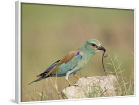 European Roller with a Worm, Serengeti National Park, Tanzania, East Africa-James Hager-Framed Photographic Print