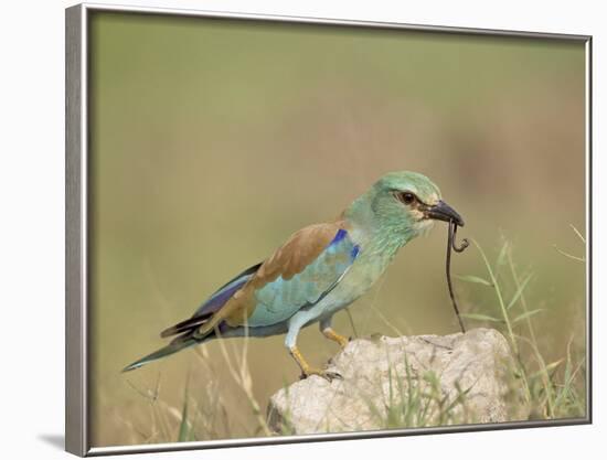 European Roller with a Worm, Serengeti National Park, Tanzania, East Africa-James Hager-Framed Photographic Print