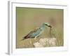 European Roller with a Worm, Serengeti National Park, Tanzania, East Africa-James Hager-Framed Photographic Print