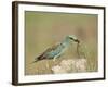 European Roller with a Worm, Serengeti National Park, Tanzania, East Africa-James Hager-Framed Photographic Print