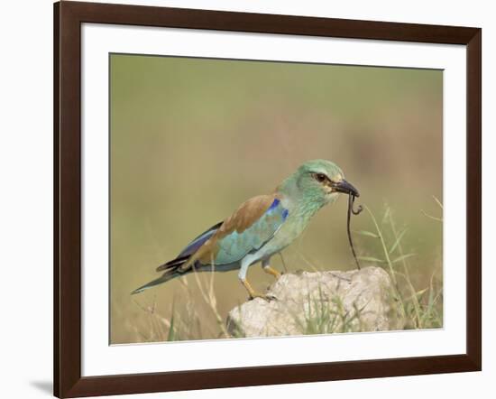 European Roller with a Worm, Serengeti National Park, Tanzania, East Africa-James Hager-Framed Photographic Print