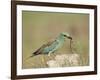 European Roller with a Worm, Serengeti National Park, Tanzania, East Africa-James Hager-Framed Photographic Print