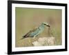 European Roller with a Worm, Serengeti National Park, Tanzania, East Africa-James Hager-Framed Photographic Print
