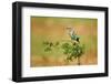 European Roller-Assaf Gavra-Framed Photographic Print