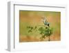 European Roller-Assaf Gavra-Framed Photographic Print