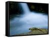 European Salamander on Rock in Stream, Pyrenees, Navarra Region, Spain-Inaki Relanzon-Framed Stretched Canvas