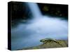 European Salamander on Rock in Stream, Pyrenees, Navarra Region, Spain-Inaki Relanzon-Stretched Canvas