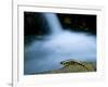 European Salamander on Rock in Stream, Pyrenees, Navarra Region, Spain-Inaki Relanzon-Framed Photographic Print