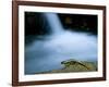 European Salamander on Rock in Stream, Pyrenees, Navarra Region, Spain-Inaki Relanzon-Framed Photographic Print