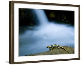 European Salamander on Rock in Stream, Pyrenees, Navarra Region, Spain-Inaki Relanzon-Framed Photographic Print