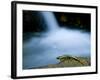 European Salamander on Rock in Stream, Pyrenees, Navarra Region, Spain-Inaki Relanzon-Framed Photographic Print