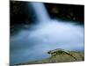 European Salamander on Rock in Stream, Pyrenees, Navarra Region, Spain-Inaki Relanzon-Mounted Photographic Print