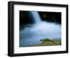 European Salamander on Rock in Stream, Pyrenees, Navarra Region, Spain-Inaki Relanzon-Framed Photographic Print