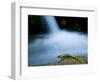 European Salamander on Rock in Stream, Pyrenees, Navarra Region, Spain-Inaki Relanzon-Framed Photographic Print