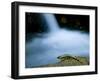 European Salamander on Rock in Stream, Pyrenees, Navarra Region, Spain-Inaki Relanzon-Framed Photographic Print