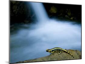 European Salamander on Rock in Stream, Pyrenees, Navarra Region, Spain-Inaki Relanzon-Mounted Photographic Print