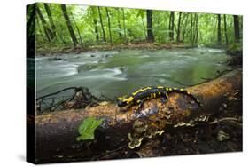 European Salamander (Salamandra Salamandra) on Tree Trunk Beside River, Male Morske Oko, Slovakia-Wothe-Stretched Canvas