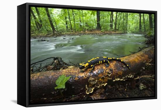 European Salamander (Salamandra Salamandra) on Tree Trunk Beside River, Male Morske Oko, Slovakia-Wothe-Framed Stretched Canvas