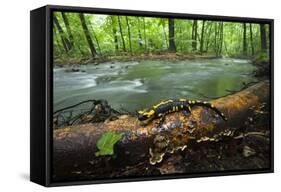 European Salamander (Salamandra Salamandra) on Tree Trunk Beside River, Male Morske Oko, Slovakia-Wothe-Framed Stretched Canvas