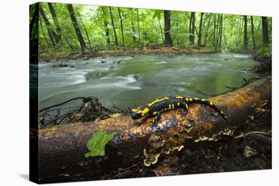 European Salamander (Salamandra Salamandra) on Tree Trunk Beside River, Male Morske Oko, Slovakia-Wothe-Stretched Canvas